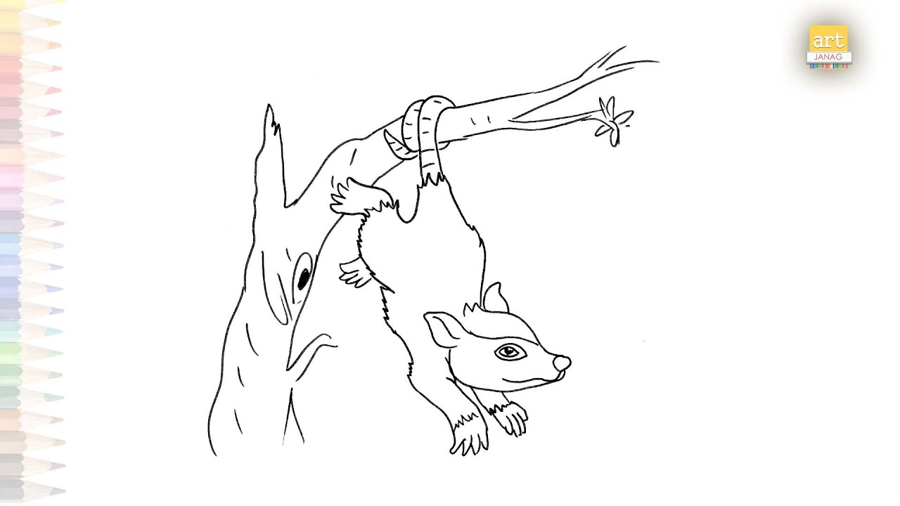 Opossum hanging on the tree drawing how to draw an opossum step by step rodent drawings easy