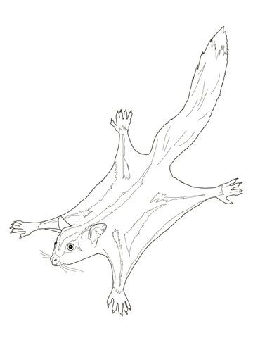 Sugar glider possum coloring page free printable coloring pages animal coloring pages sugar glider coloring pages