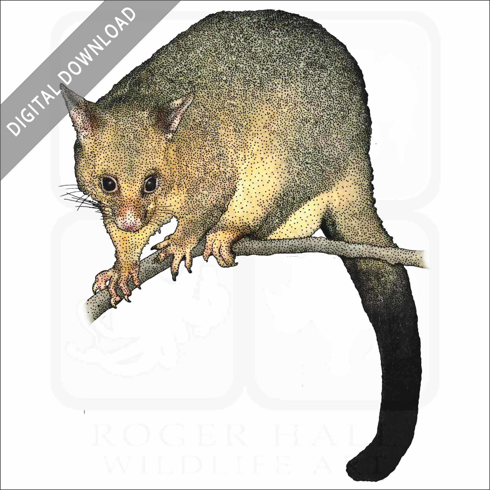 Stock art drawing of a common brushtail possum