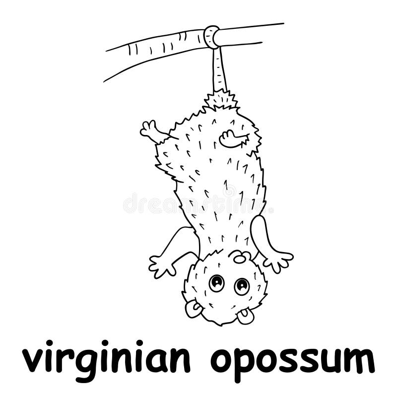 Opossum outline stock illustrations â opossum outline stock illustrations vectors clipart