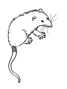 Possum coloring page ideas possum coloring pages coloring pictures