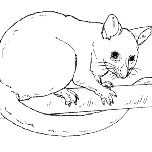 Possum coloring pages printable for free download