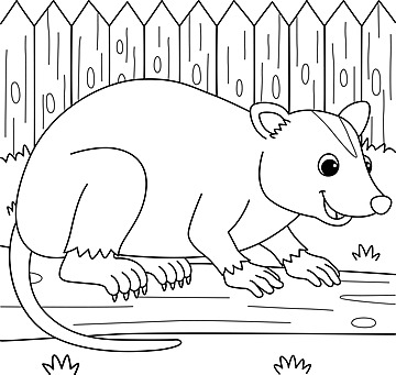 Opossum animal coloring page colored illustration color graphic opossum vector color graphic opossum png and vector with transparent background for free download