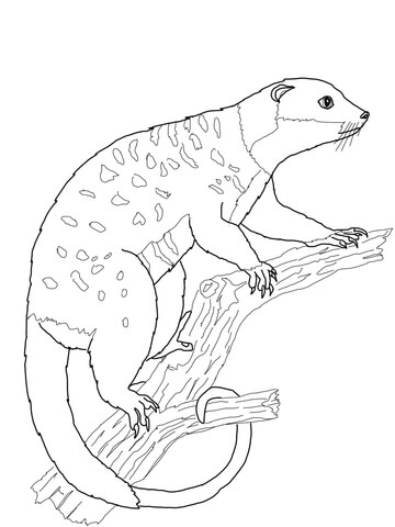 Possum cuscus coloring page free printable coloring pages