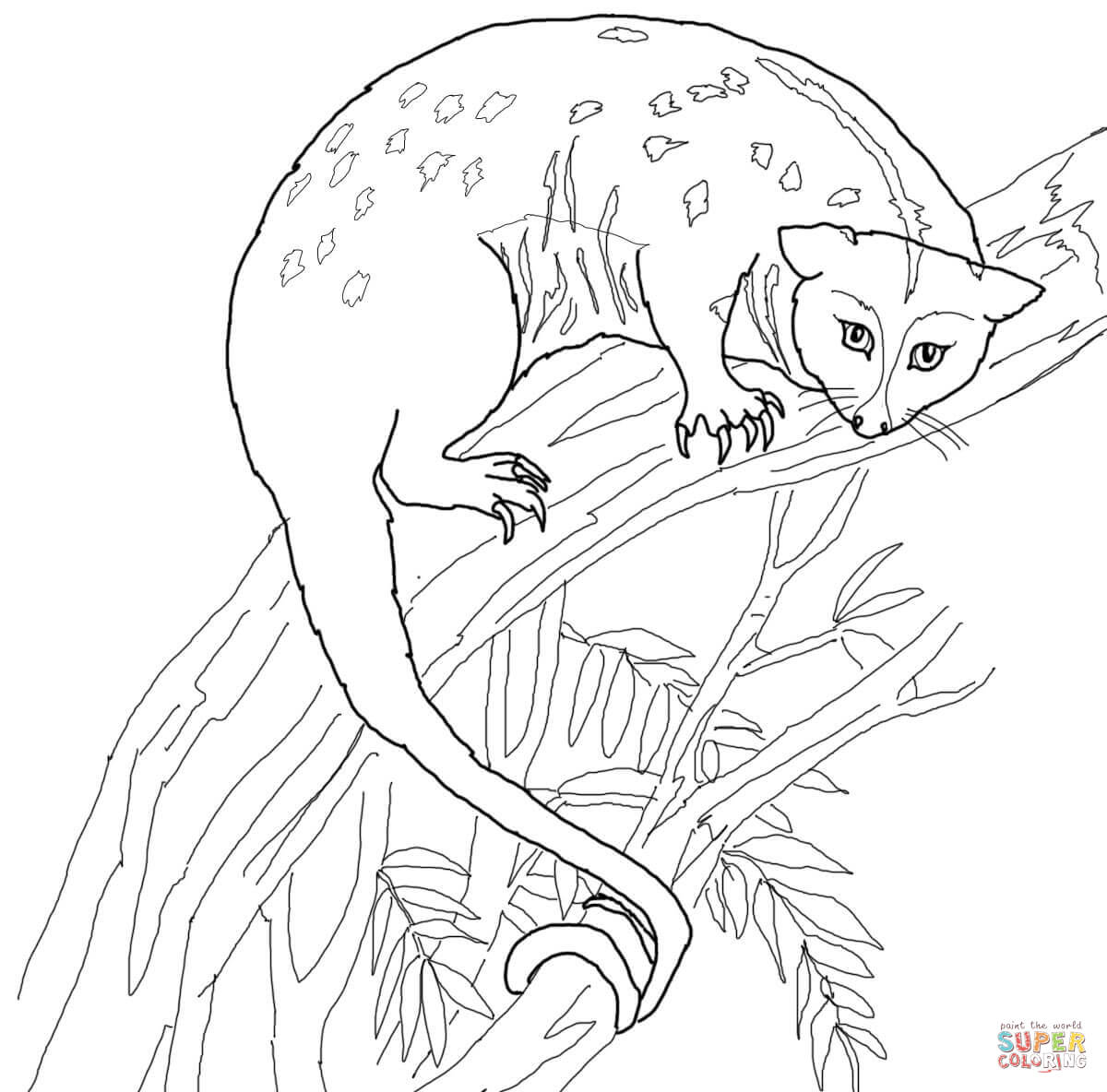 Possum coloring page free printable coloring pages