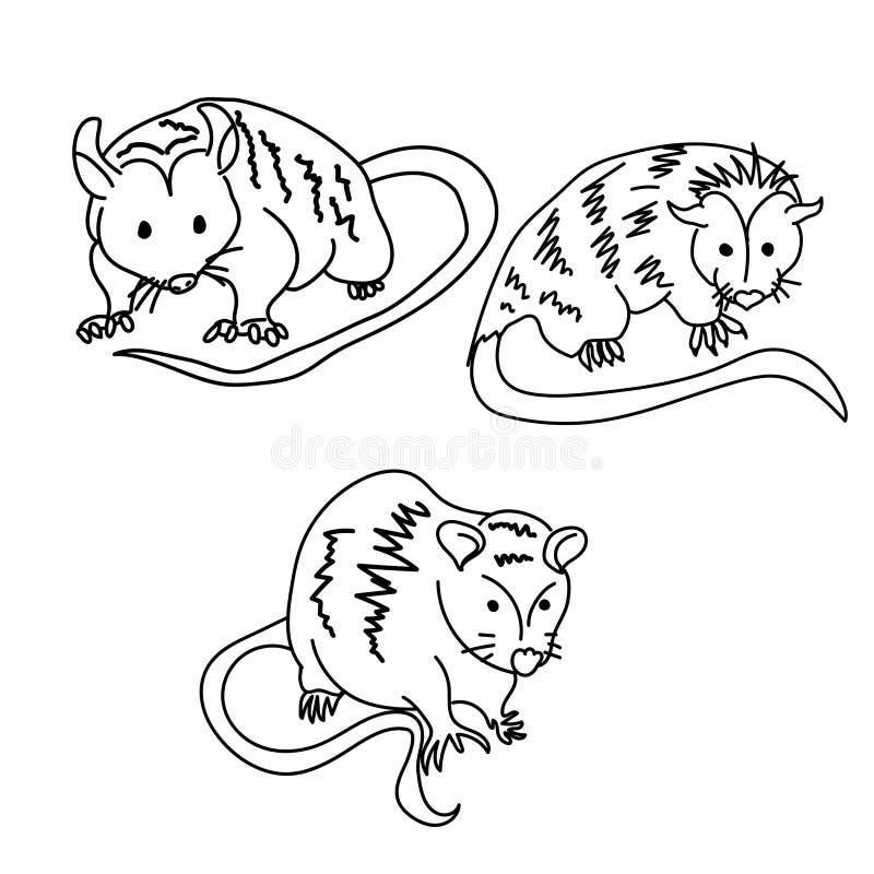 Opossum outline stock illustrations â opossum outline stock illustrations vectors clipart