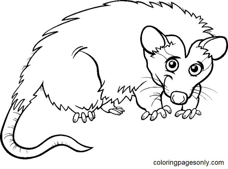 Opossum coloring pages coloring pages black and white cartoon disney cartoon characters