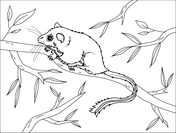 Possum coloring pages free coloring pages