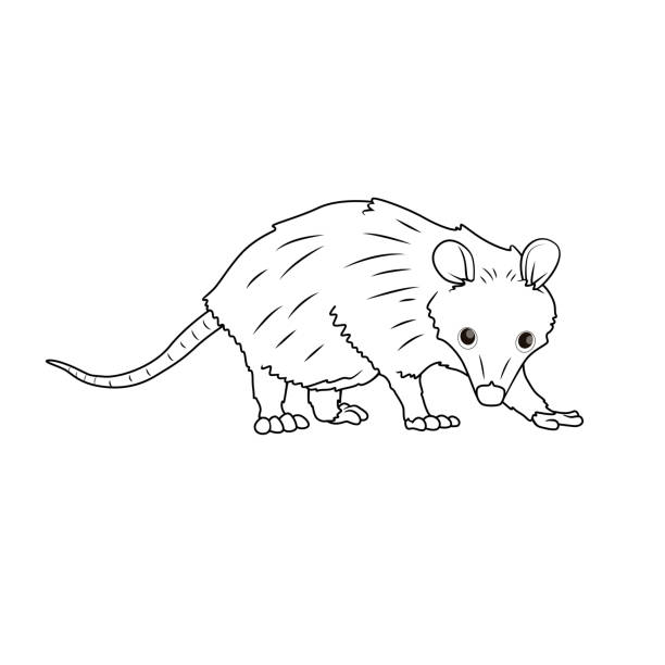 Black and white vector illustration of childrens activity coloring book pages with pictures of animal opossum stock illustration