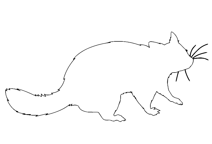 Possum coloring pages printable for free download