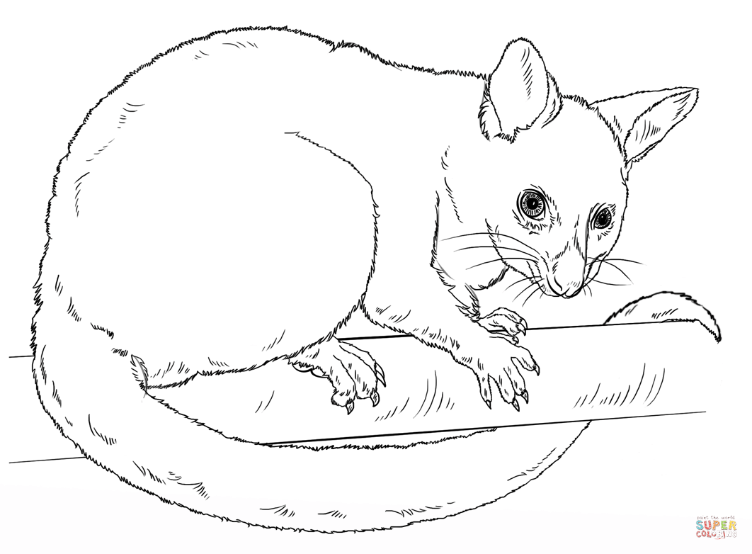 Mon brushtail possum coloring page free printable coloring pages