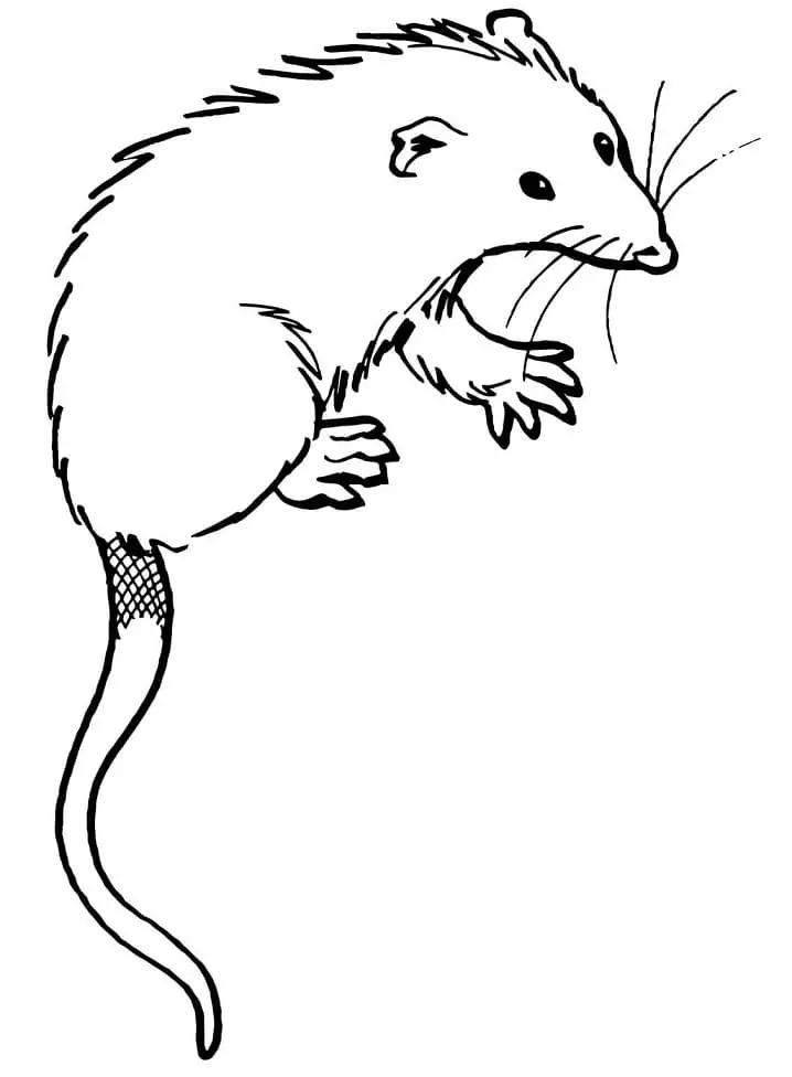 Free virginia opossum coloring page