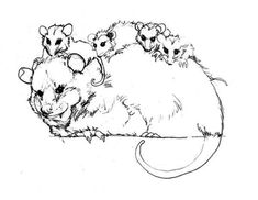 Possum coloring page ideas possum coloring pages coloring pictures