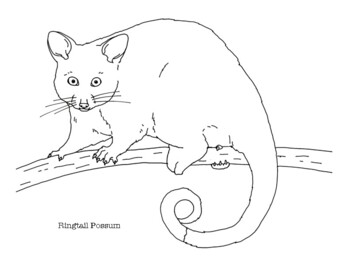 Ringtail possum coloring page by mama draw it tpt