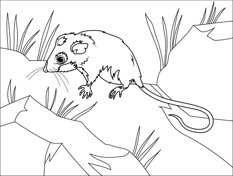 Mountain pygmy possum coloring page free printable coloring pages