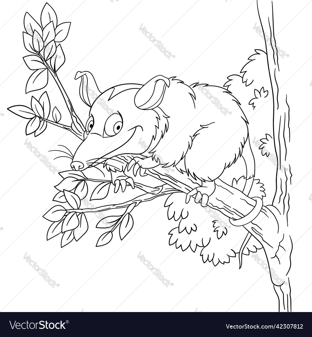 Opossum coloring page for kids royalty free vector image