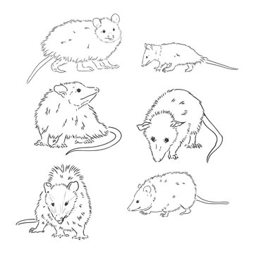 Possum vector images â browse photos vectors and video