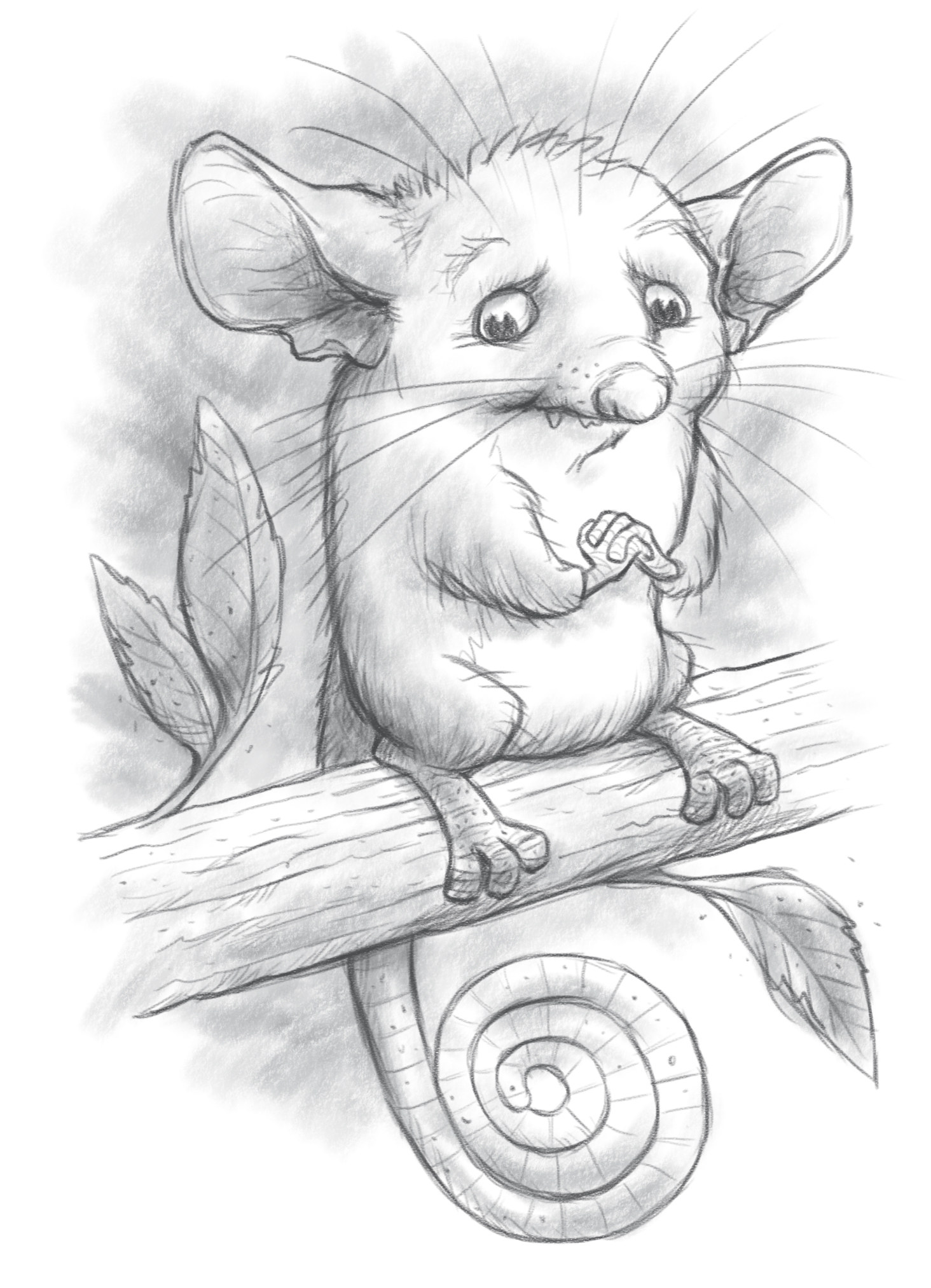 Pygmy possum sketched out