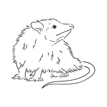 Possum vector images â browse photos vectors and video