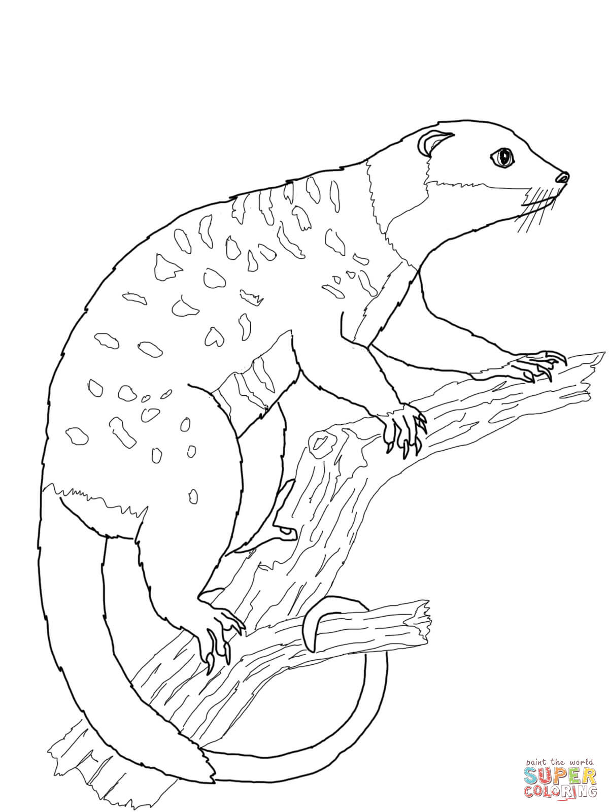 Possum cuscus coloring page free printable coloring pages