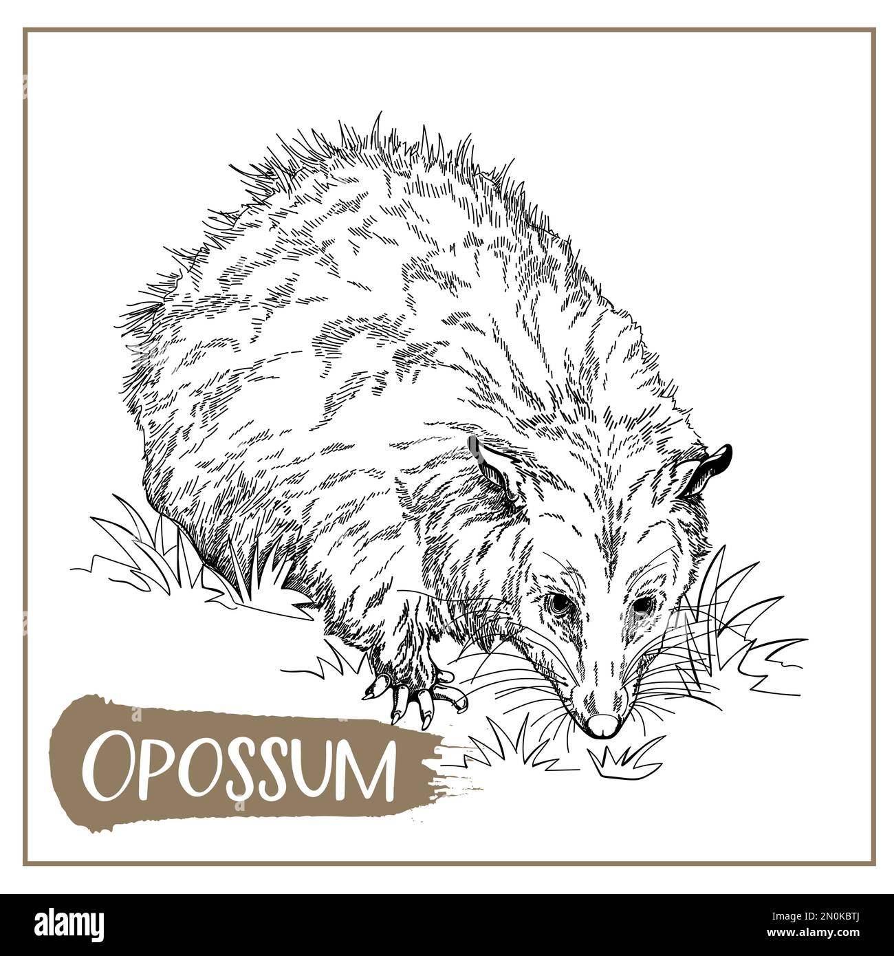 Opossum vector vectors stock vector images