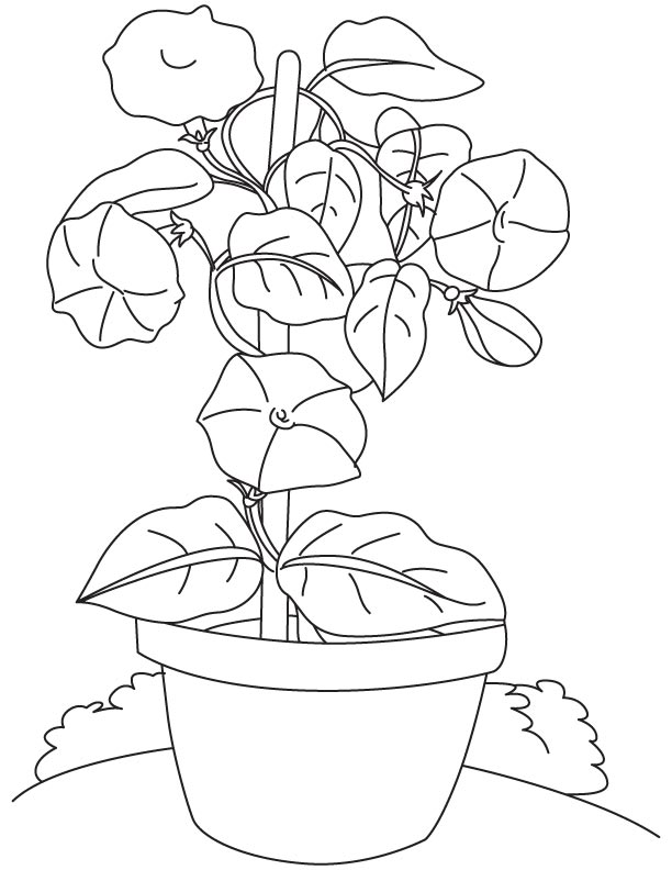 Bindweed flowers pot coloring page download free bindweed flowers pot coloring page for kids best coloring pages