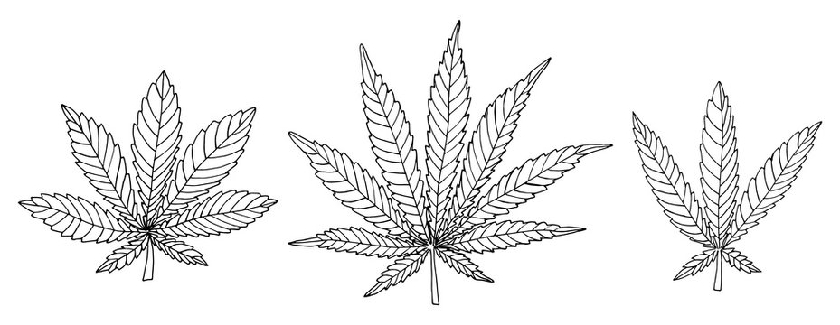 Marijuana leaf outline images â browse photos vectors and video