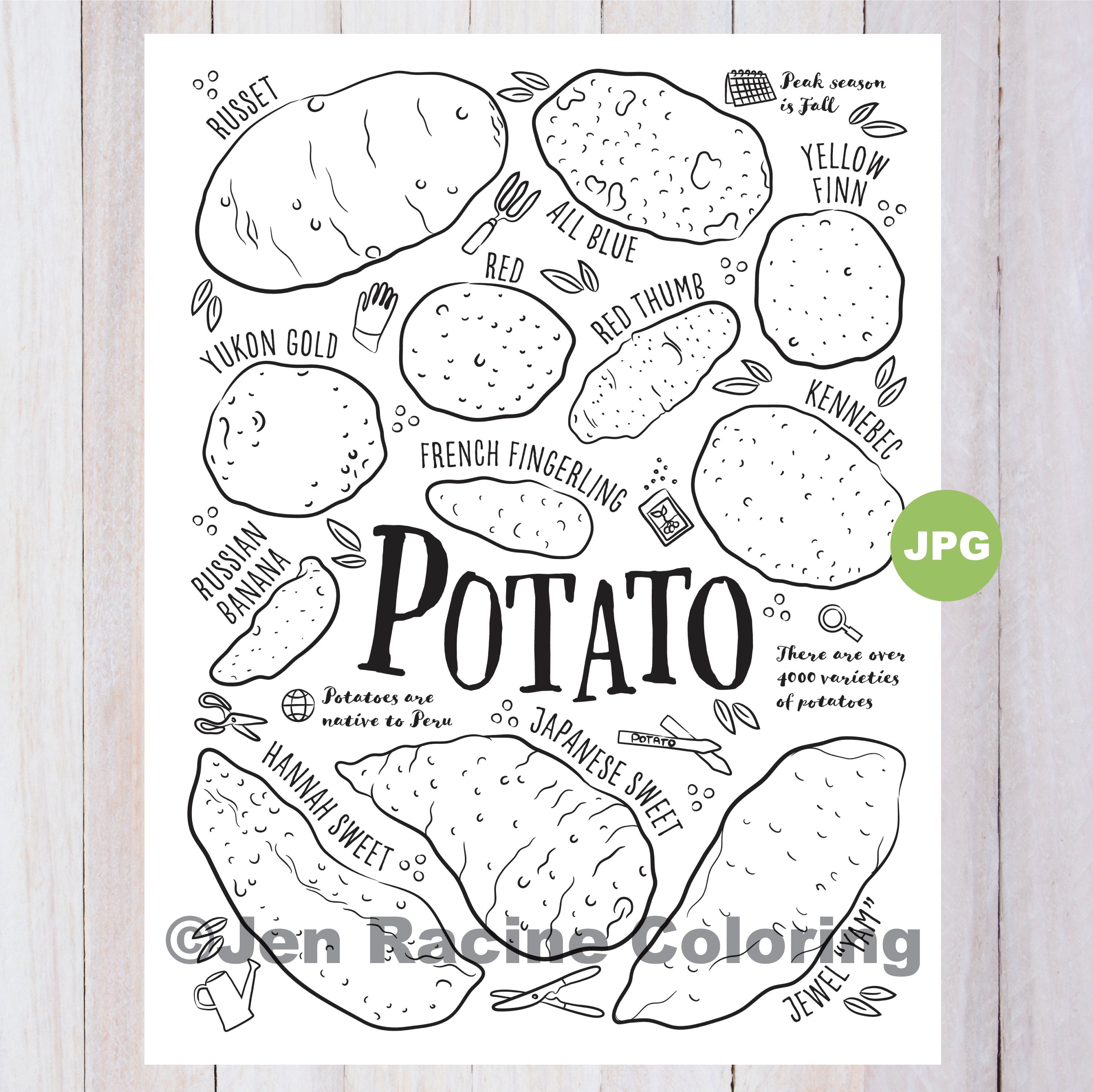 Potato coloring page vegetable coloring page garden gardening homegrown vegetable coloring pages download now