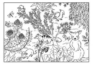 Australian animals colouring page australian animals australian native animals animal coloring pages