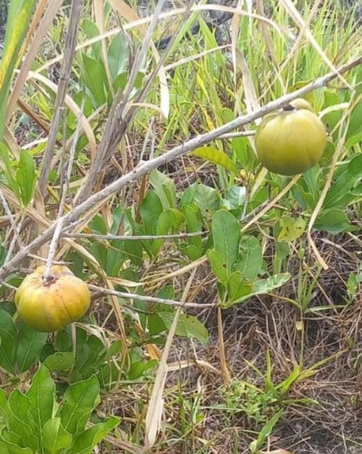 Pouteria grandiflora seeds â at shipping