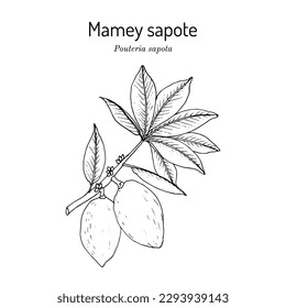 Mamey images stock photos d objects vectors