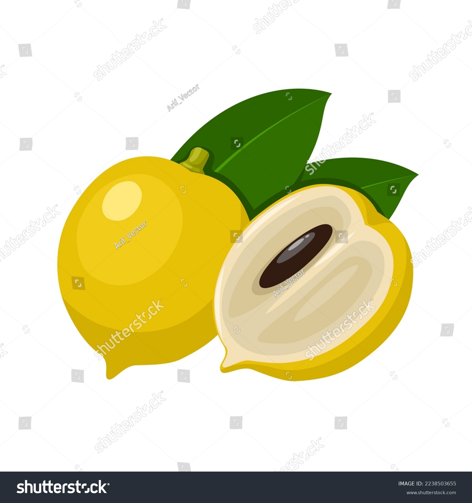 Vector illustration abiu fruit pouteria caimito stock vector royalty free