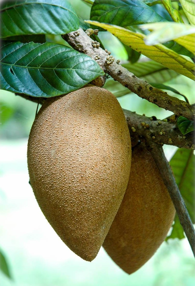 Pouteria sapota