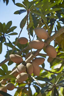 A mamey tree pouteria sapota or mamey sapote for sale as framed prints photos wall art and photo gifts