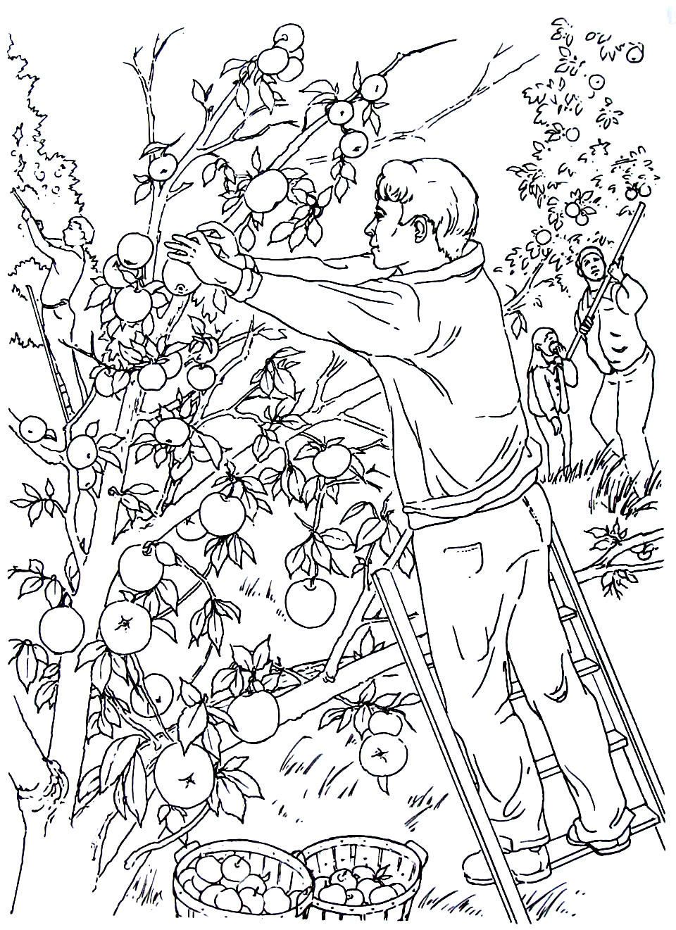 Picking apples in the orchard