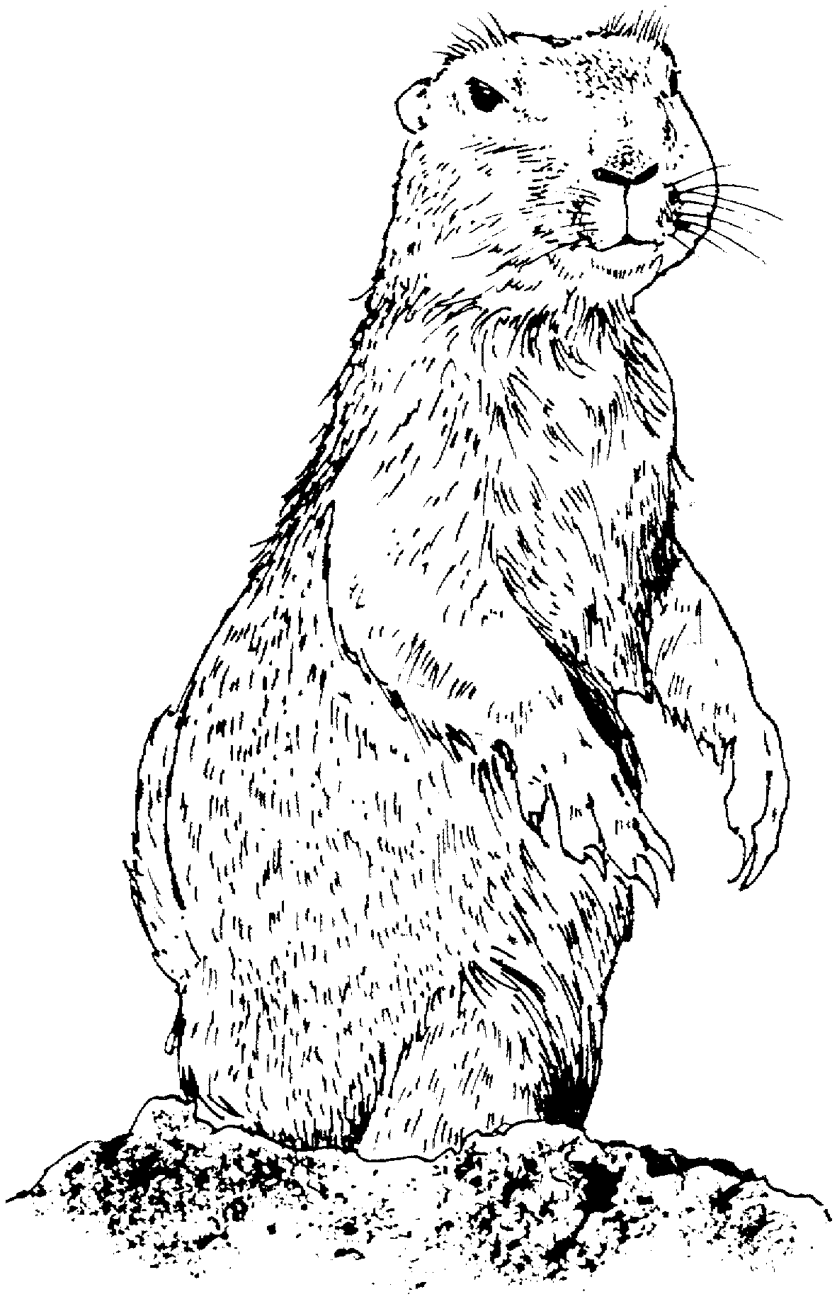 Free prairie dog coloring pages