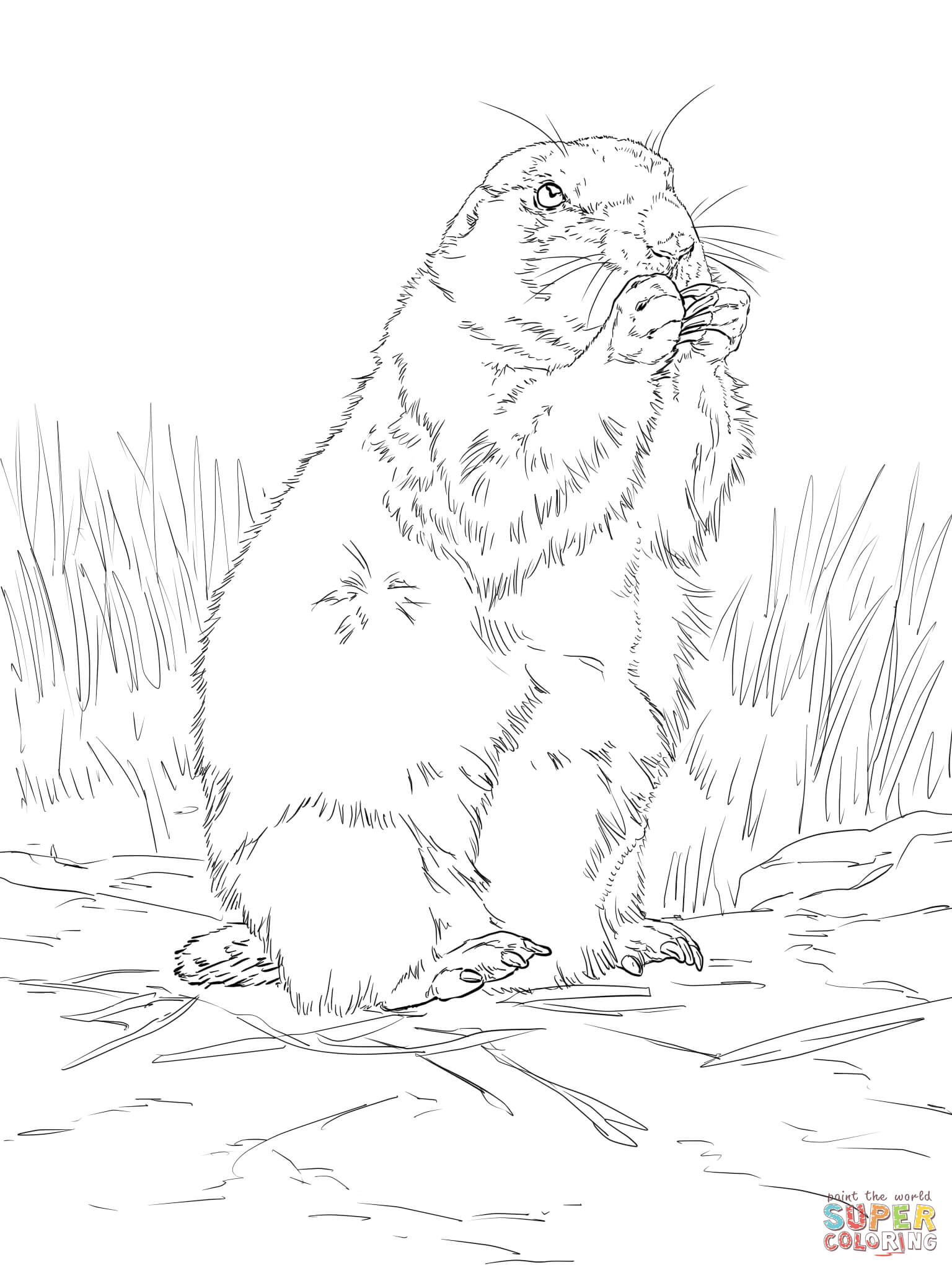 Black tailed prairie dog coloring page free printable coloring pages