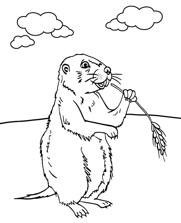 Prairie dog coloring page sheet