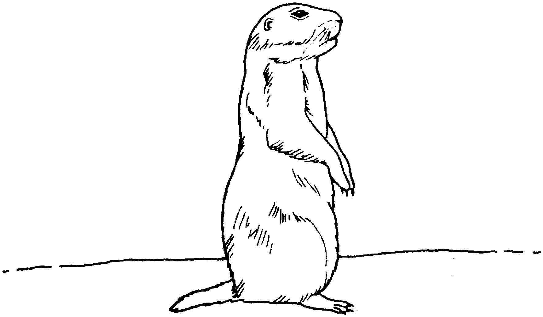 Free prairie dog coloring pages