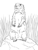 Prairie dog coloring pages free coloring pages