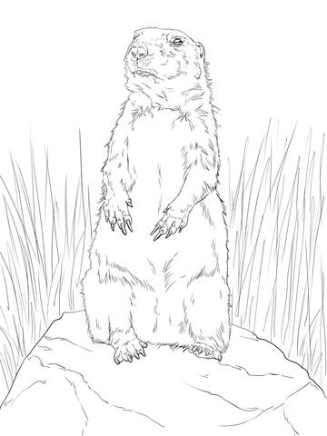 Prairie dog standing up coloring page prairie dog dog coloring page prarie dog