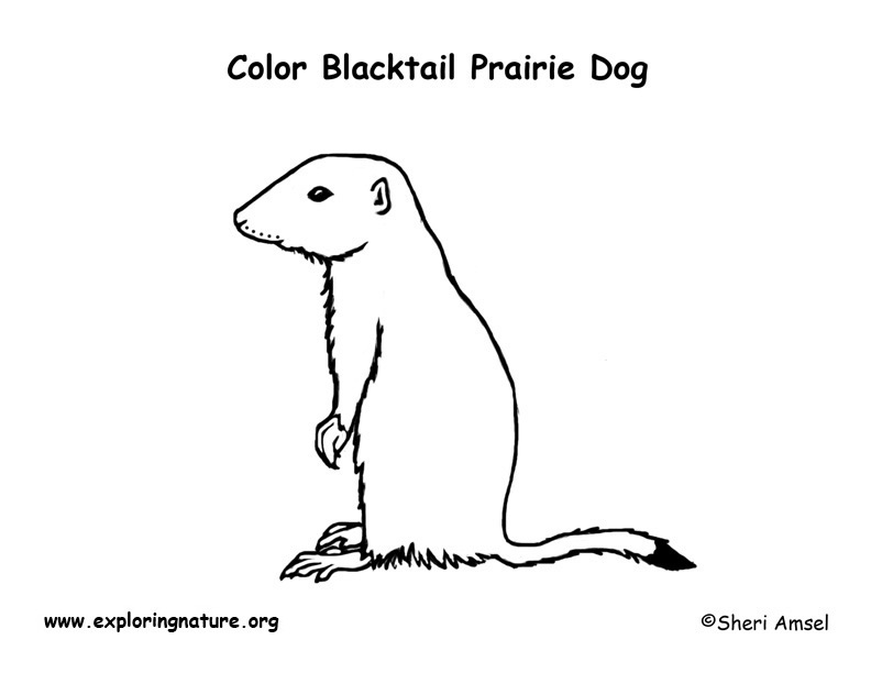 Prairie dog black