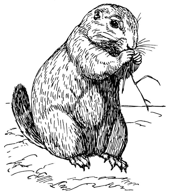 Coloring page prairie dog