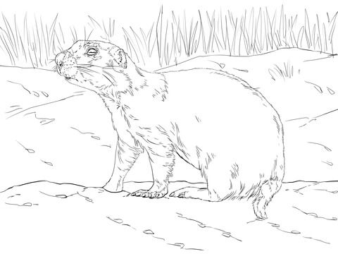 Realistic prairie dog coloring page dog coloring page animal coloring pages prairie dog