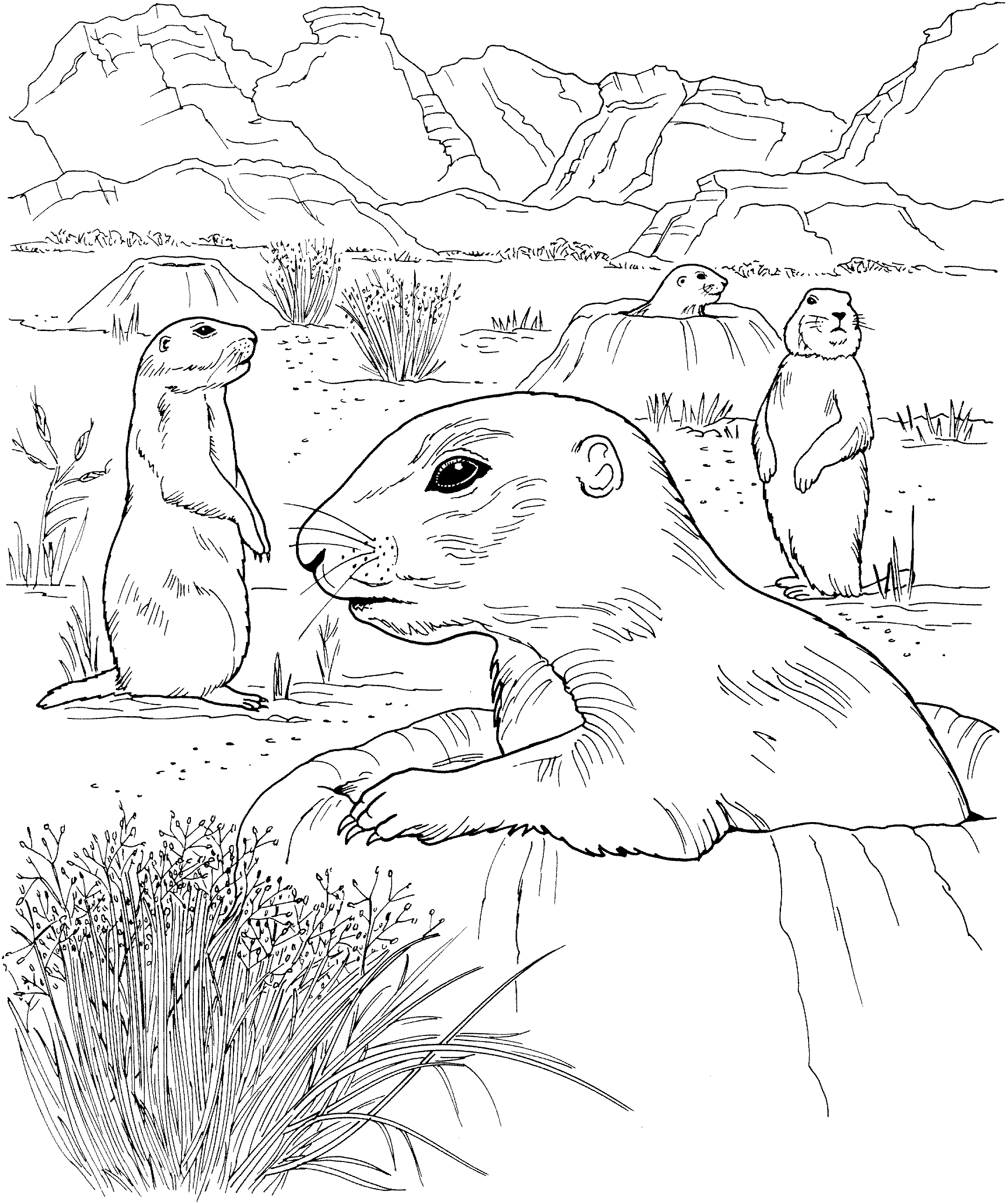 Free prairie dog coloring pages