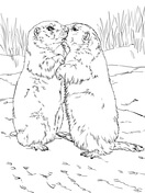 Prairie dog coloring pages free coloring pages