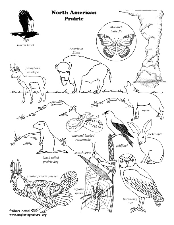 Prairie american coloring page