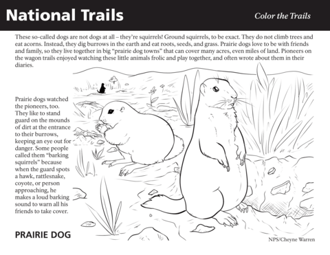 Prairie dog coloring page free printable coloring pages