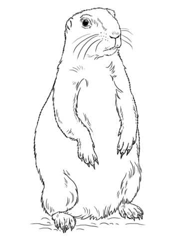 Prairie dog coloring pages free coloring pages