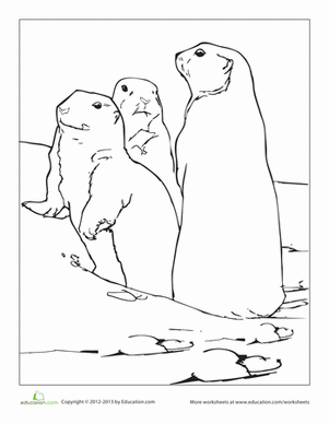 Prairie dog worksheet education dog coloring page prairie dog animal drawings